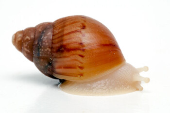 Lissachatina fulica A albino body